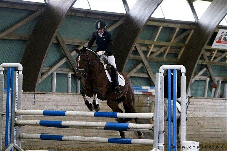 New Forest Orchid's Zaina ½ b pony **SOLGT** - åbenhus-sar.. mener 70-80 stykker billede 12