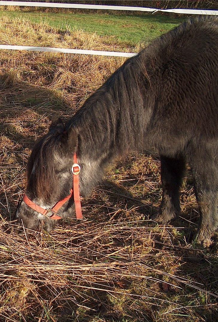 Dartmoor Musse billede 6