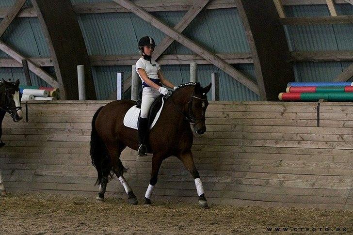 New Forest Orchid's Zaina ½ b pony **SOLGT** - åbenhus-sar billede 13