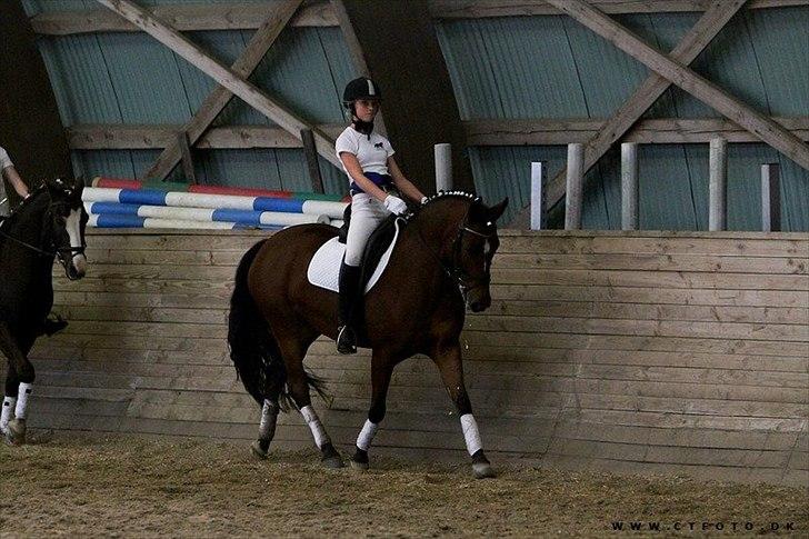 New Forest Orchid's Zaina ½ b pony **SOLGT** - åbenhus-sar billede 14