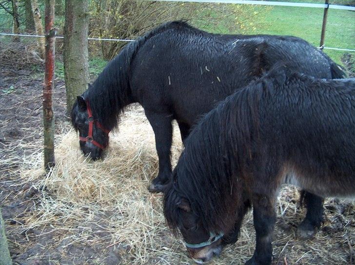 Dartmoor Musse billede 10