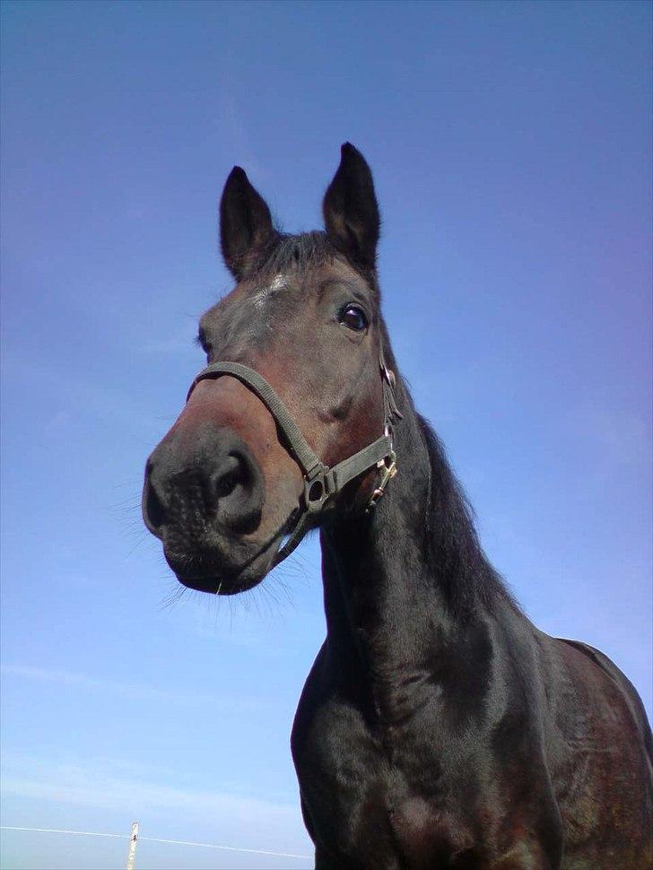 Dansk Varmblod Godiva billede 2