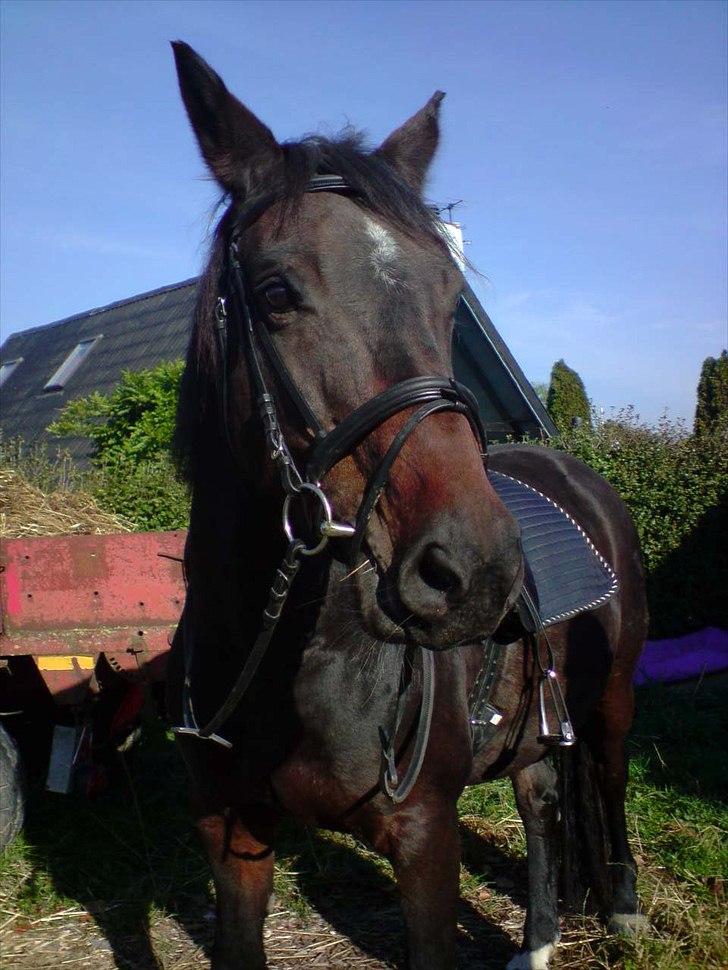 Dansk Varmblod Godiva billede 3