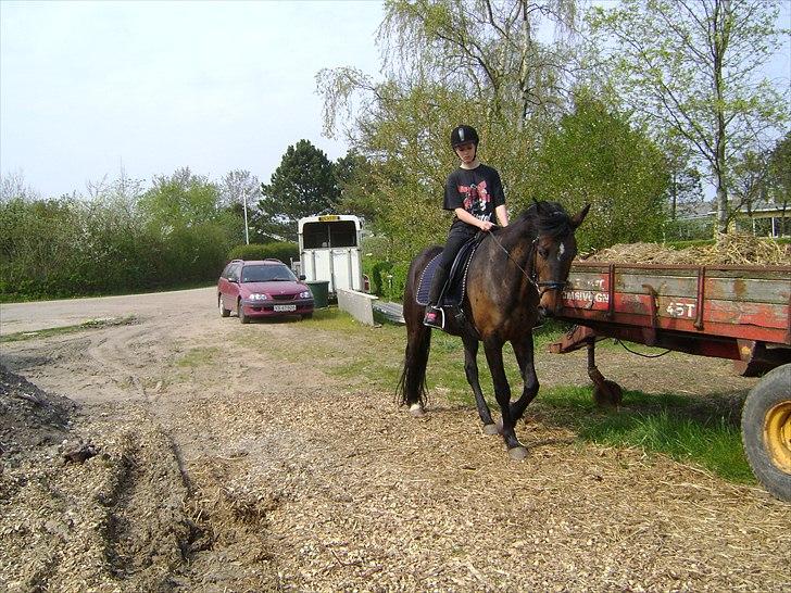 Dansk Varmblod Godiva billede 5