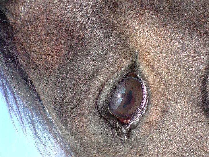 Dansk Varmblod Godiva billede 6