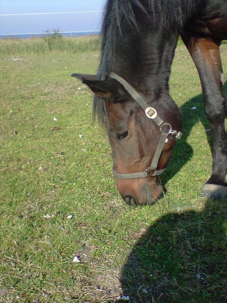 Dansk Varmblod Godiva billede 7