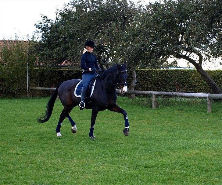 Hollandsk Varmblod Vivaldi billede 11