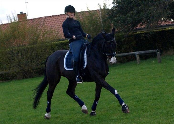 Hollandsk Varmblod Vivaldi billede 12