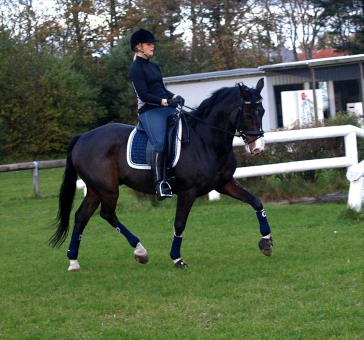 Hollandsk Varmblod Vivaldi billede 13