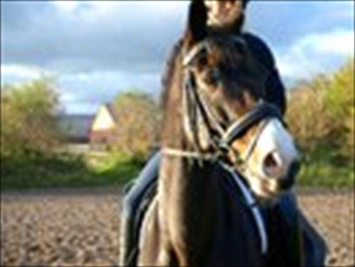 Hollandsk Varmblod Vivaldi billede 14