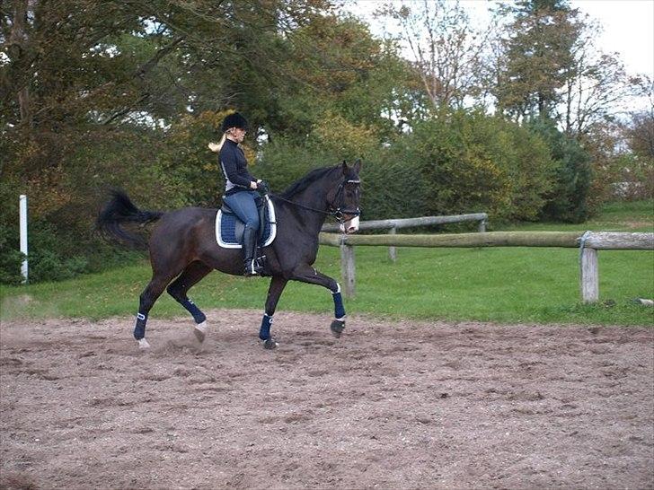 Hollandsk Varmblod Vivaldi billede 15