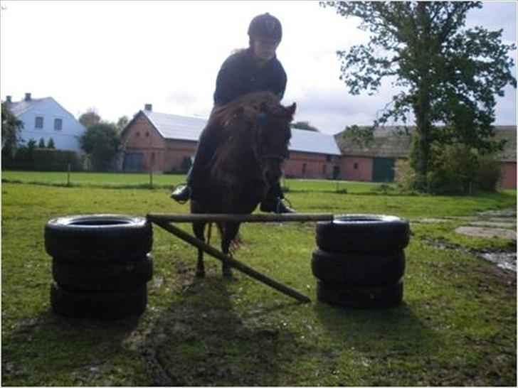 Shetlænder Chequantos <33 - 60 cm. stolt! billede 11