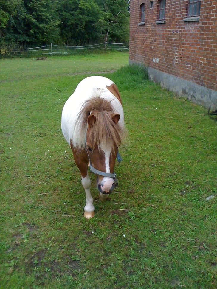 Shetlænder Chessy =]<33 billede 8