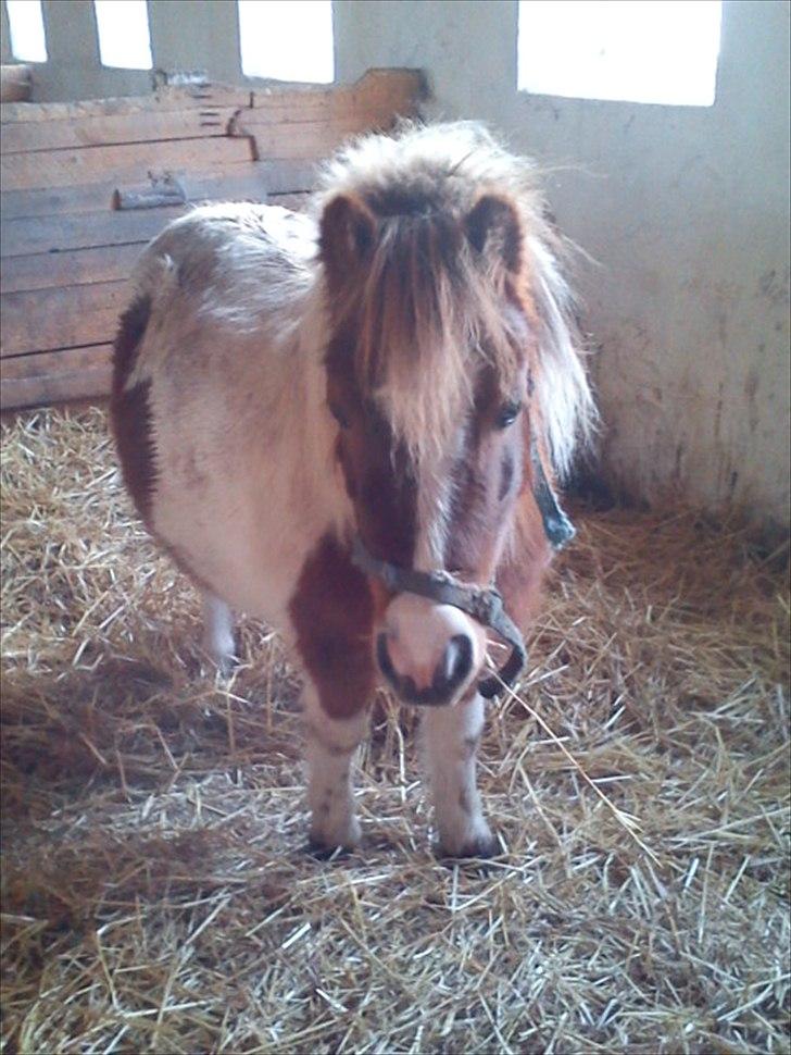 Shetlænder Chessy =]<33 billede 12