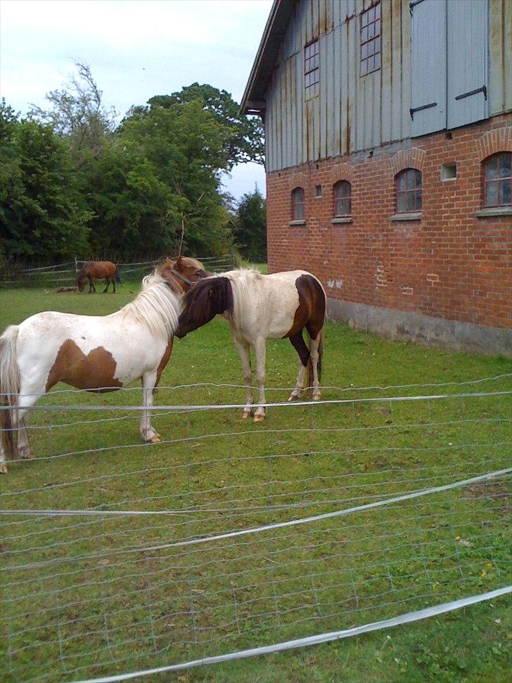 Shetlænder Chessy =]<33 - Chessy og Czami<3 billede 9