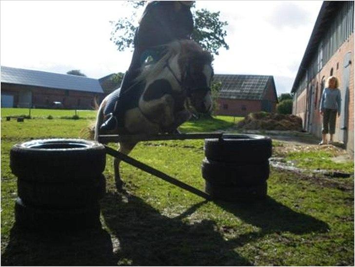 Shetlænder Chessy =]<33 - 60 cm. stolt! billede 10