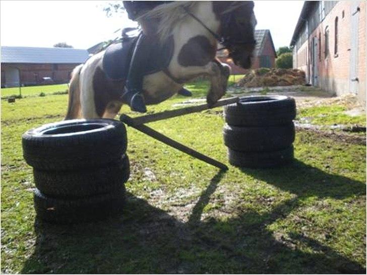 Shetlænder Chessy =]<33 - Også 60 cm.<3 billede 11