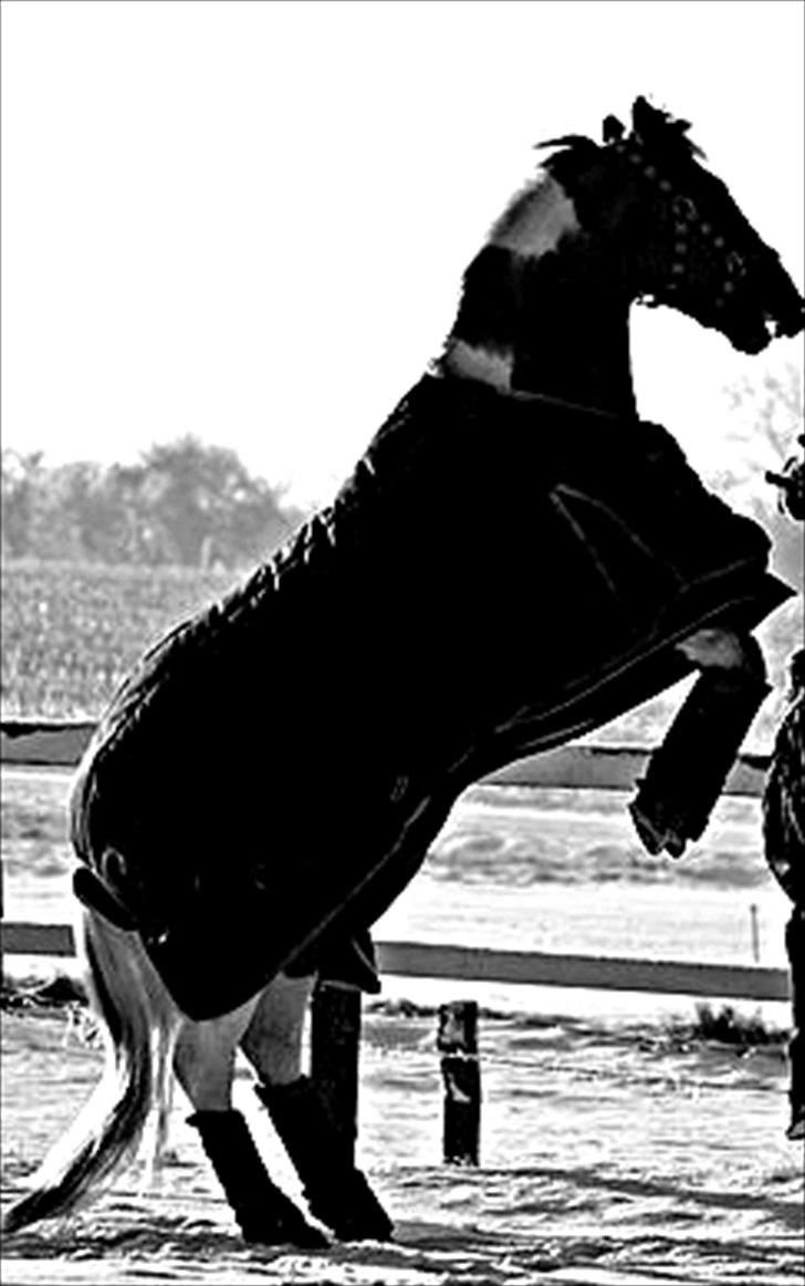 Anden særlig race Jazzo A-pony - En smule indianer pony er man vel altid!! billede 6