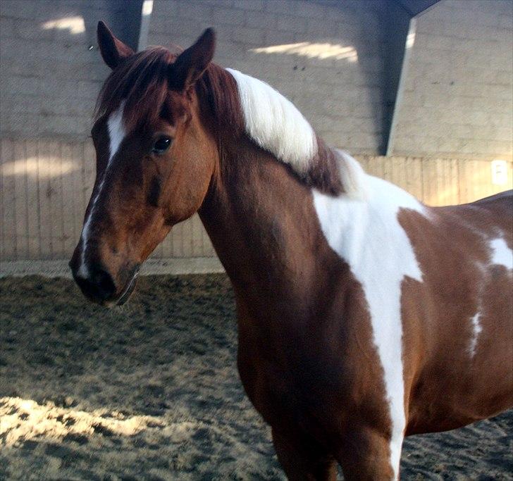 Anden særlig race Jazzo A-pony - Meget søøød manse i ridehallen! <3 billede 7