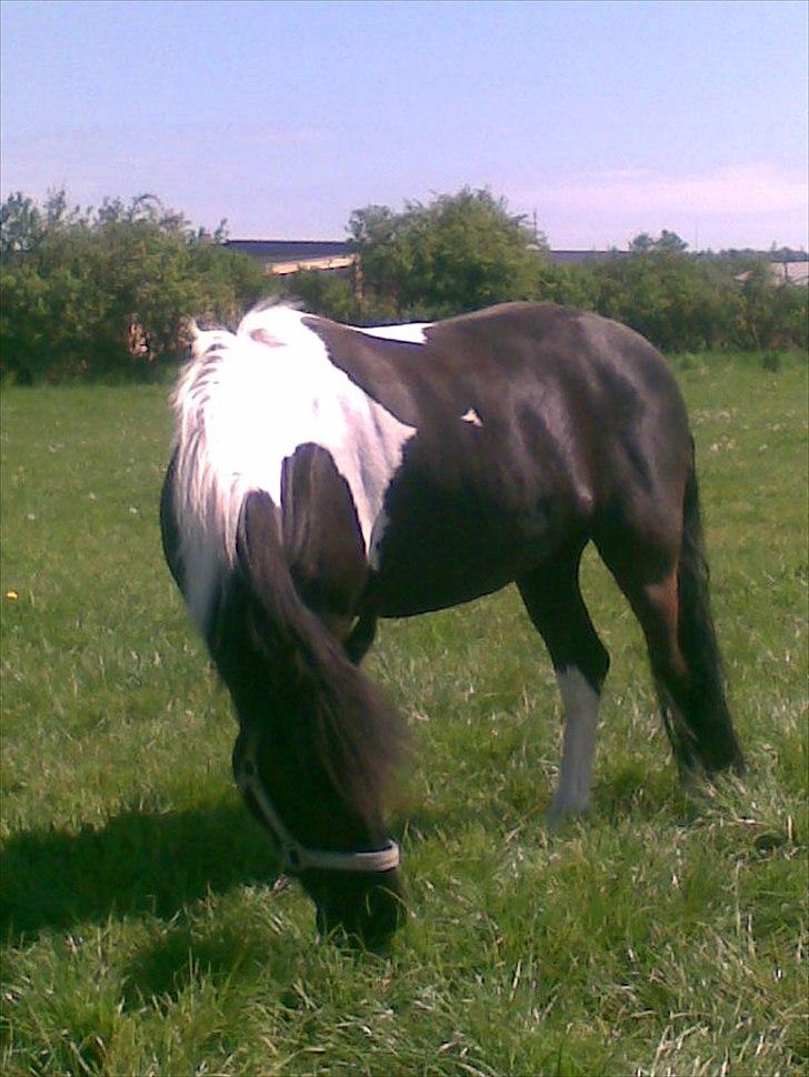 Anden særlig race Spirit ( verden største stjernepony) - Velkommen til Spirit profil 
den største stjerne jeg kender
E+S os to 4-ever<3 billede 1