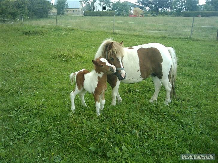 Shetlænder Chessy =]<33 - Chessy og hendes føl Coco<3 billede 13