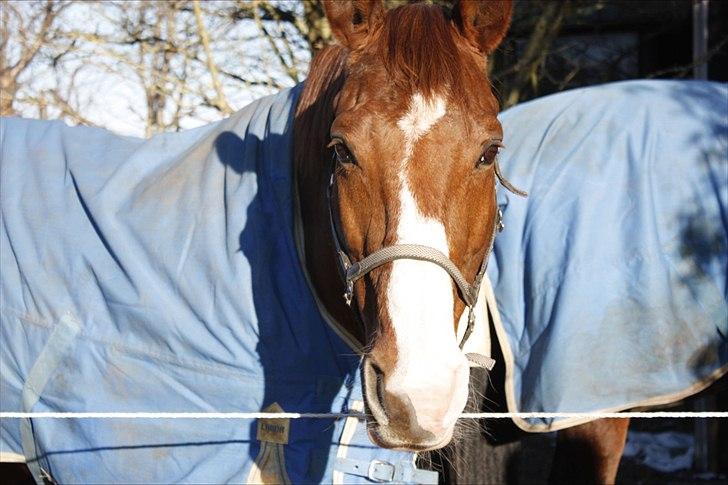 Dansk Varmblod Aluette †R.I.P?† - Velkommen til Alu´s profil.. Look how beautiful and happy she looks! billede 1