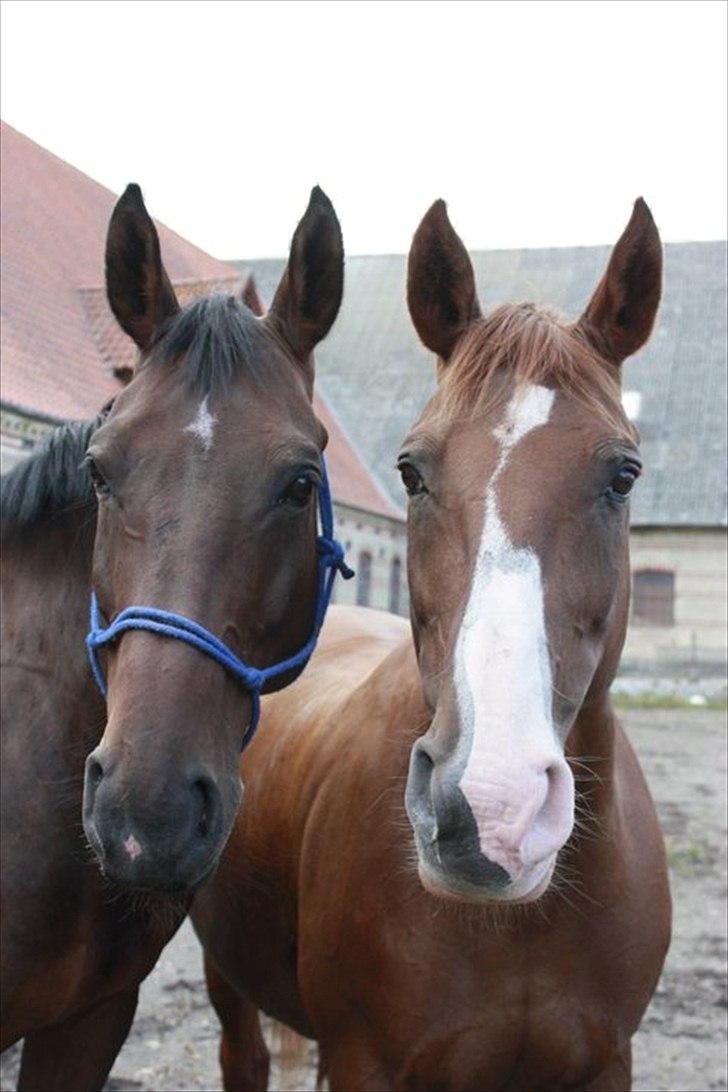 Dansk Varmblod Aluette †R.I.P?† - Aluette sammen med Allegro (Allegro er Aluette´s søn) - Taget af Pernille Stæhr  billede 2