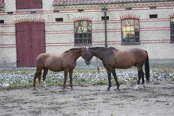Dansk Varmblod Aluette †R.I.P?† - Hvor er de da søde :-D - Taget af Pernille Stæhr  billede 3