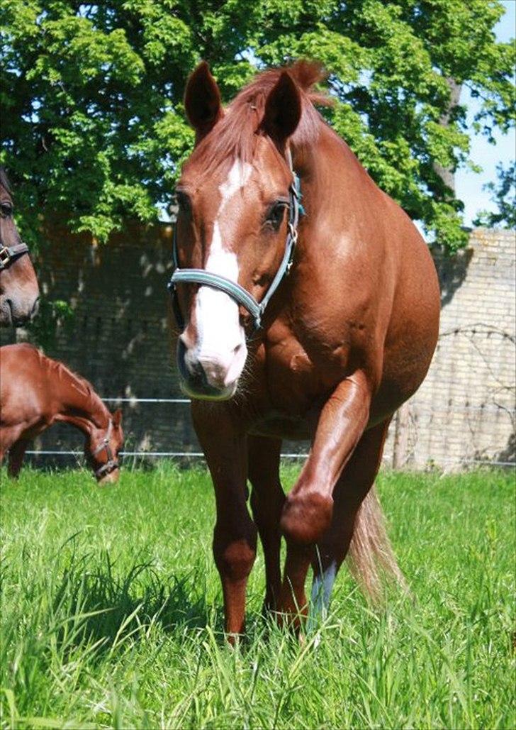 Dansk Varmblod Aluette †R.I.P?† - Super smukt og idyllisk billede af Alu fra i sommers, på en super lækker dag på folden - Taget af Pernille Stæhr  billede 4