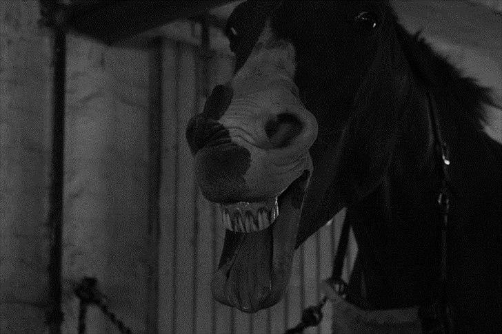 Dansk Varmblod Aluette †R.I.P?† - *gaaaab* - Taget af  og redigeret af Pernille Stæhr  billede 5