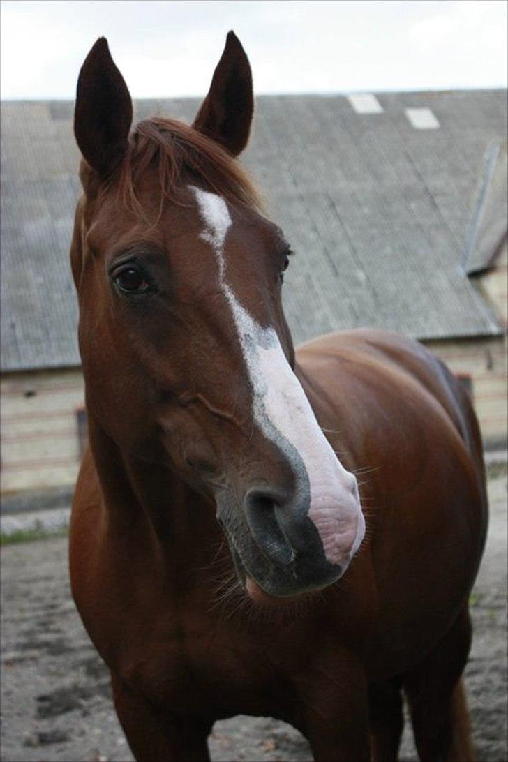 Dansk Varmblod Aluette †R.I.P?† - Hvor er hun flot som hun står der :o) - Taget af Pernille Stæhr  billede 6