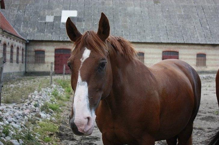 Dansk Varmblod Aluette †R.I.P?† - Hun ser lidt træt ud, men sød er hun :o) - Taget af Pernille Stæhr  billede 7