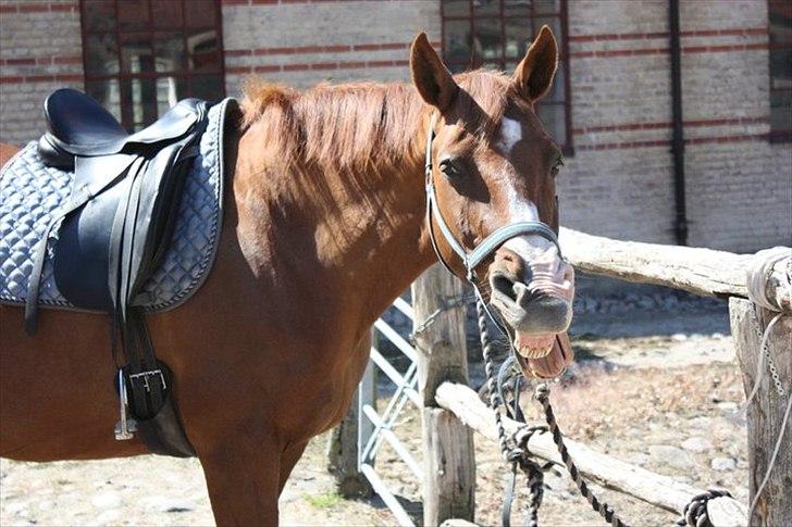 Dansk Varmblod Aluette †R.I.P?† - hehe.. Vi er vidst lidt doven.. Det er jo så hårdt inden vi skal ud og ride :P - Taget af Pernille Stæhr  billede 8