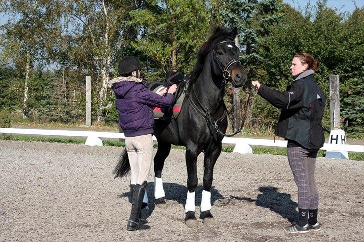 New Forest Vestergaards Zeus ALVS HINGST billede 3