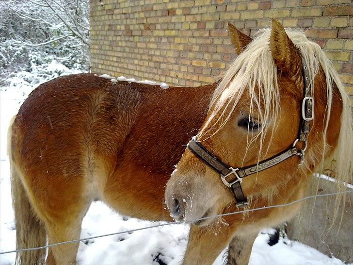 Tyroler Haflinger Stranor - Stranor i sneen :-* billede 14