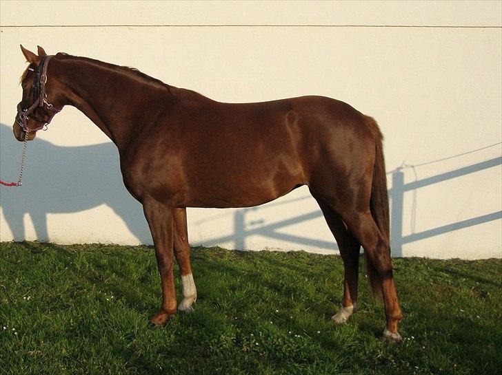 Dansk Varmblod Feldbæks Magnifique - Maggie, oktober ´10 billede 11