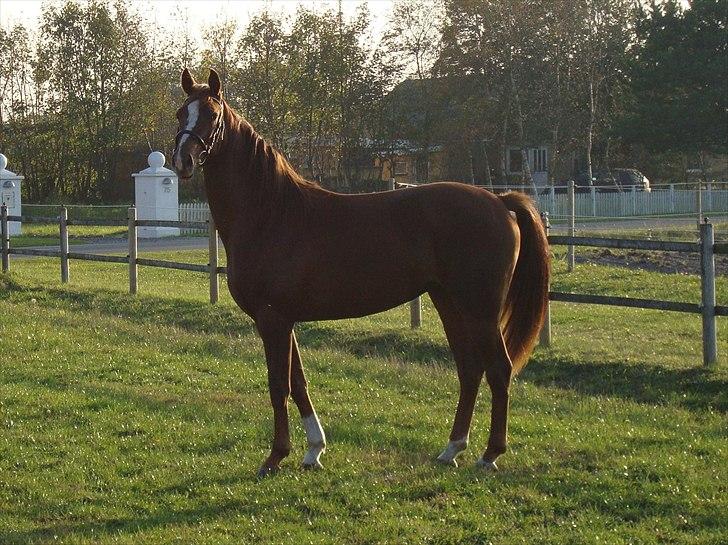Dansk Varmblod Feldbæks Magnifique - Maggie, oktober ´10 billede 12