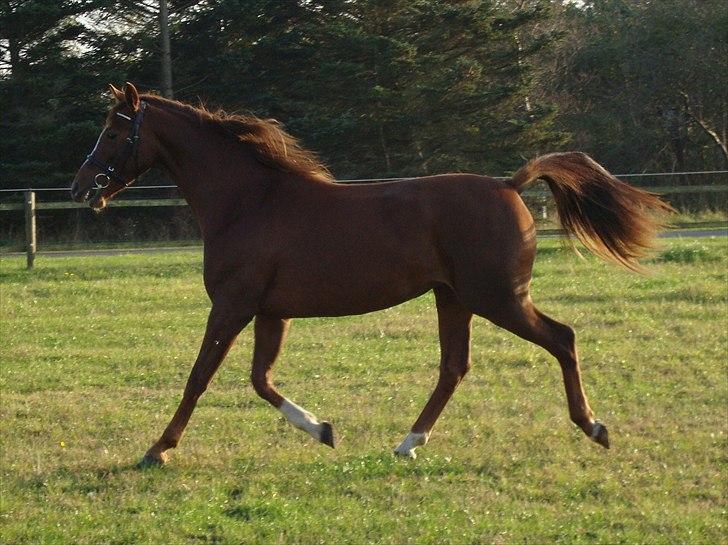 Dansk Varmblod Feldbæks Magnifique - Maggie, oktober ´10 billede 14