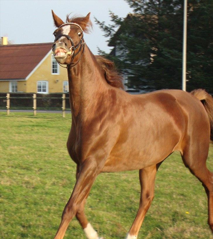 Dansk Varmblod Feldbæks Magnifique - Maggie, oktober ´10 billede 15