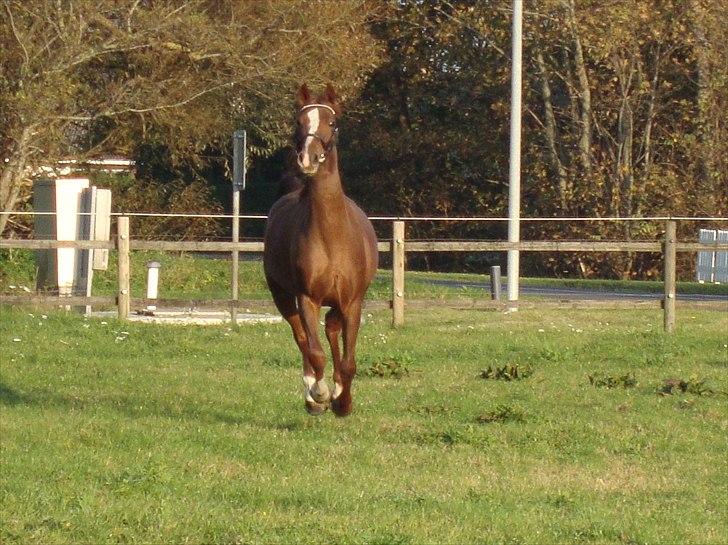 Dansk Varmblod Feldbæks Magnifique - Maggie, oktober ´10 billede 16