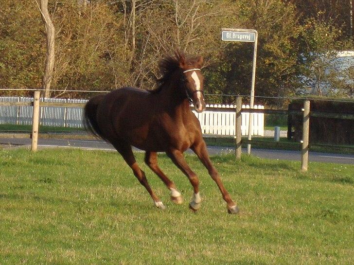 Dansk Varmblod Feldbæks Magnifique - Maggie, oktober ´10 billede 17