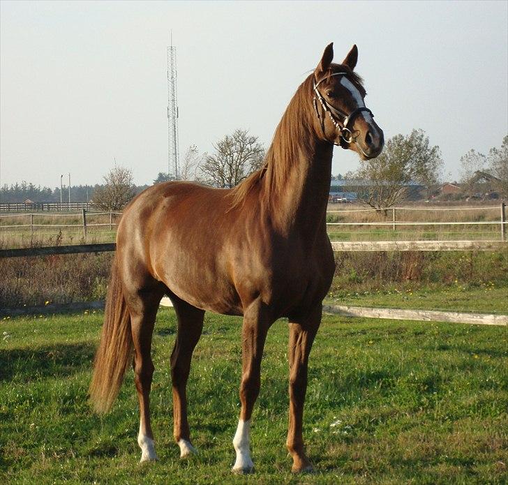 Dansk Varmblod Feldbæks Magnifique - Maggie, oktober ´10 billede 19
