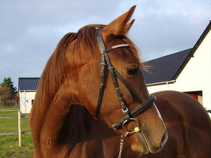 Dansk Varmblod Feldbæks Magnifique - Maggie, oktober ´10 billede 20