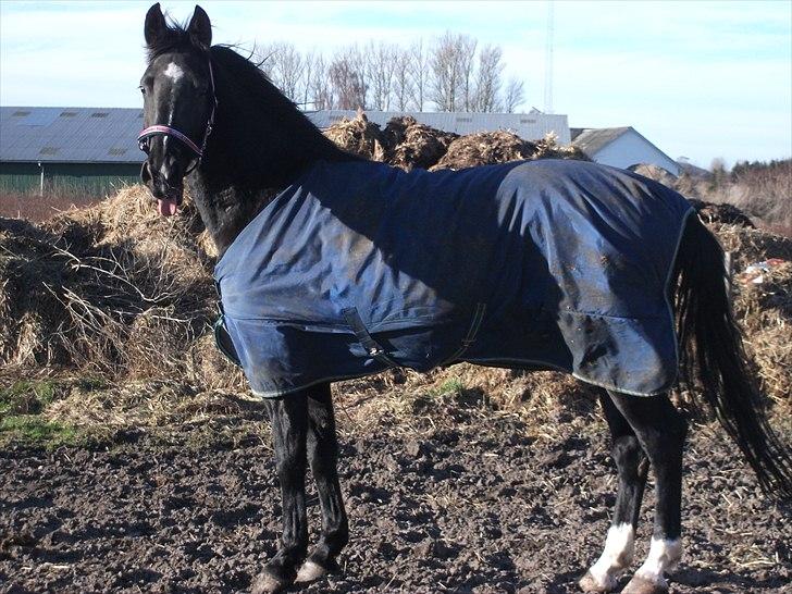 Anden særlig race Dronning Lara R.I.P. billede 2