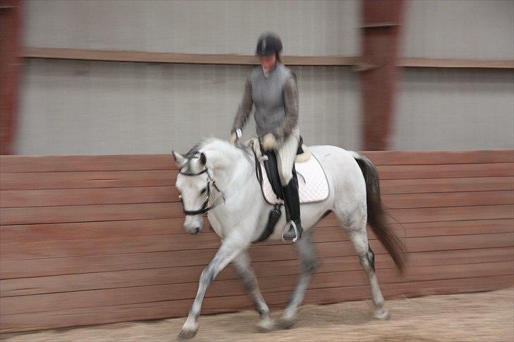 Trakehner Bint-Al-Hawa, (solgt 2011) billede 10