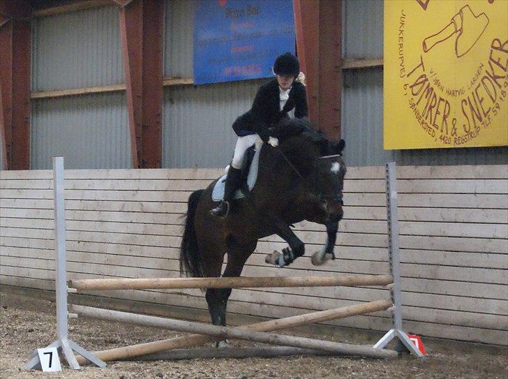 Dansk Varmblod La'cour De'lux - Første springstævne på udebane, d. 10/10 2010, Fotograf: Camilla Ludvigsen billede 7