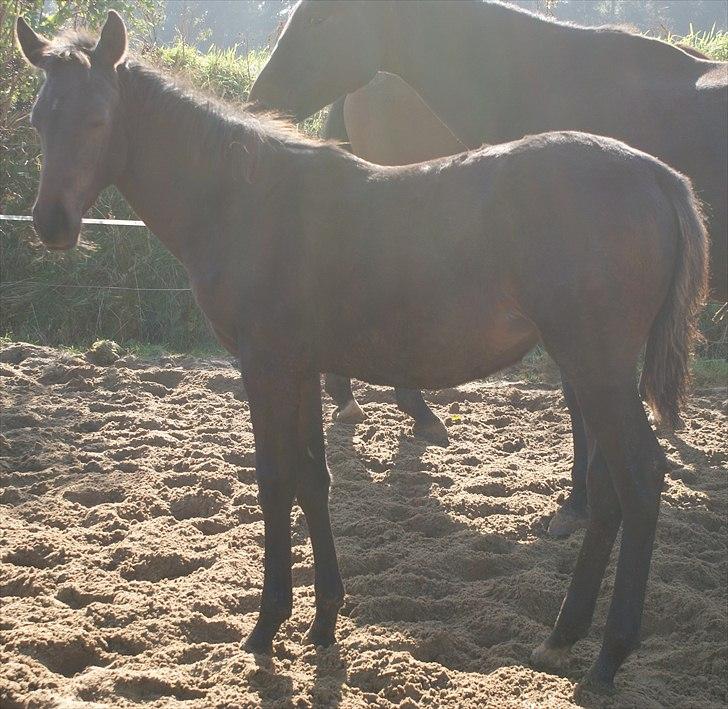 Trakehner Graversgaards Senna billede 8