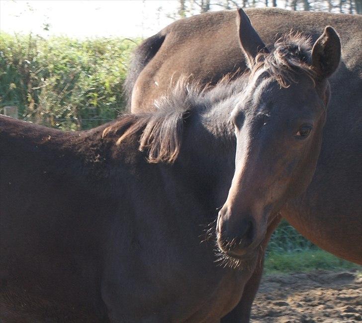 Trakehner Graversgaards Senna billede 9