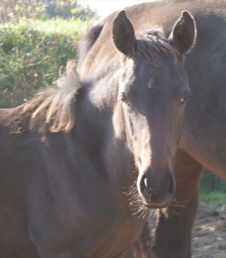 Trakehner Graversgaards Senna billede 10