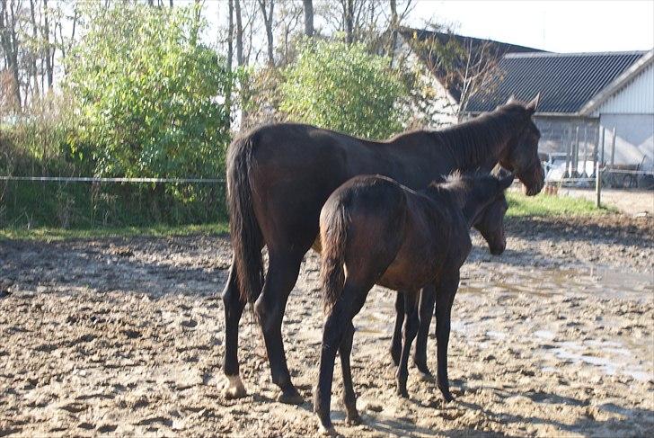 Trakehner Graversgaards Senna billede 11